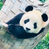 青瑶